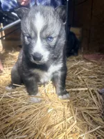 Badger, a male Siberian Husky for sale in Tilton, IL – 5 of 6