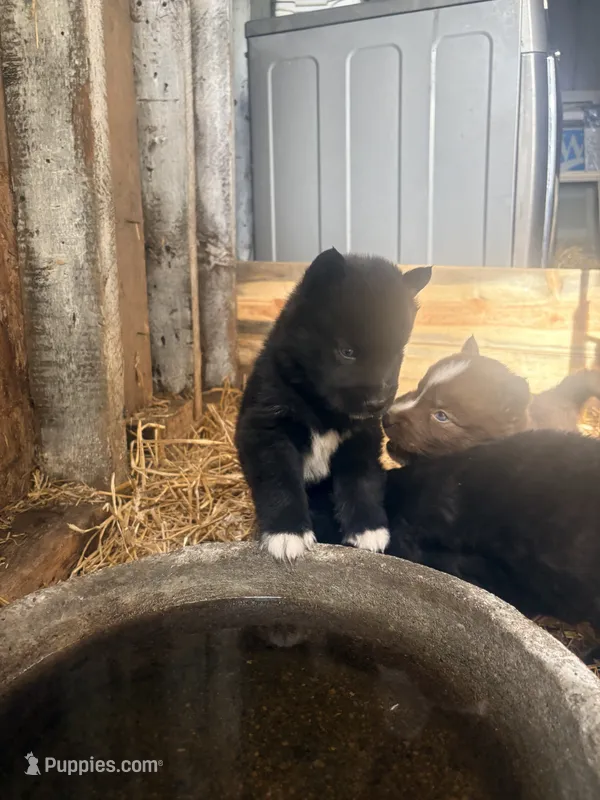 Odin – Siberian Husky puppy for sale in Tilton, IL