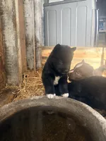 Odin, a male Siberian Husky for sale in Tilton, IL – 1 of 6