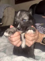 Charlie, a male Siberian Husky for sale in Tilton, IL – 2 of 6