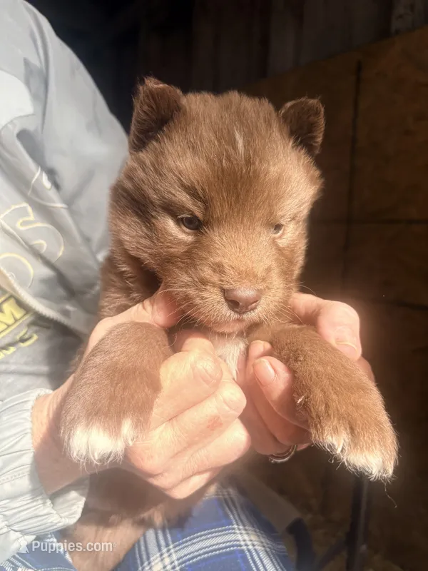 Maple – Siberian Husky puppy for sale in Tilton, IL