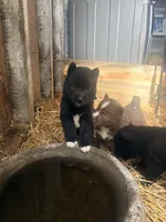 Odin, a male Siberian Husky for sale in Tilton, IL – 5 of 6