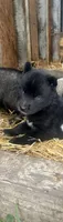 Sebastian , a male Siberian Husky for sale in Tilton, IL – 1 of 6