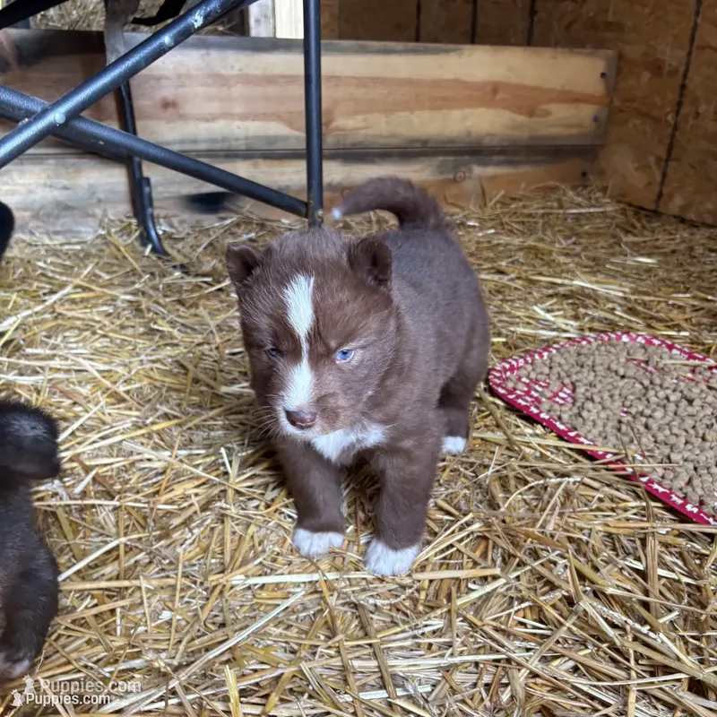 Zeke – Siberian Husky puppy for sale in Tilton, IL