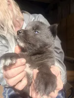 Sebastian , a male Siberian Husky for sale in Tilton, IL – 2 of 6