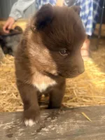 Maple, a female Siberian Husky for sale in Tilton, IL – 2 of 5