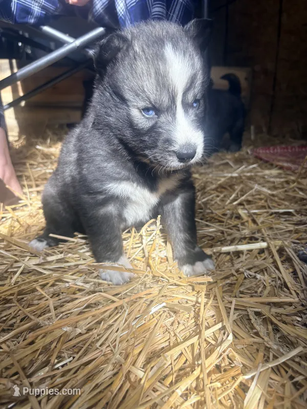 Badger – Siberian Husky puppy for sale in Tilton, IL