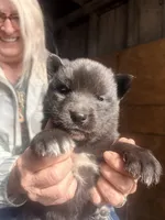 Sebastian , a male Siberian Husky for sale in Tilton, IL – 5 of 6