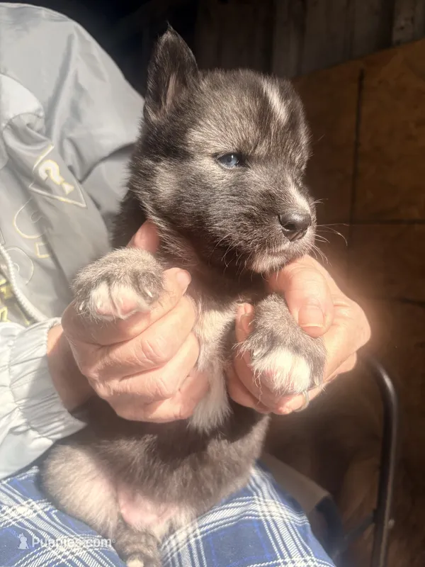 Charlie – Siberian Husky puppy for sale in Tilton, IL