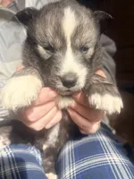Badger, a male Siberian Husky for sale in Tilton, IL – 6 of 6