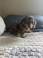 Velma , a female Miniature Dachshund for sale in Mount Carmel, IL – 3 of 3