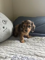 Orange Blossom , a female Miniature Dachshund for sale in Mount Carmel, IL – 2 of 3