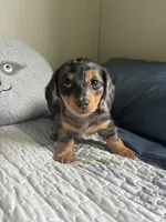 Velma , a female Miniature Dachshund for sale in Mount Carmel, IL – 2 of 3