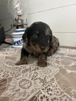 Junie B , a female Miniature Dachshund for sale in Mount Carmel, IL – 1 of 4