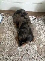 Velma , a female Miniature Dachshund for sale in Mount Carmel, IL – 4 of 4
