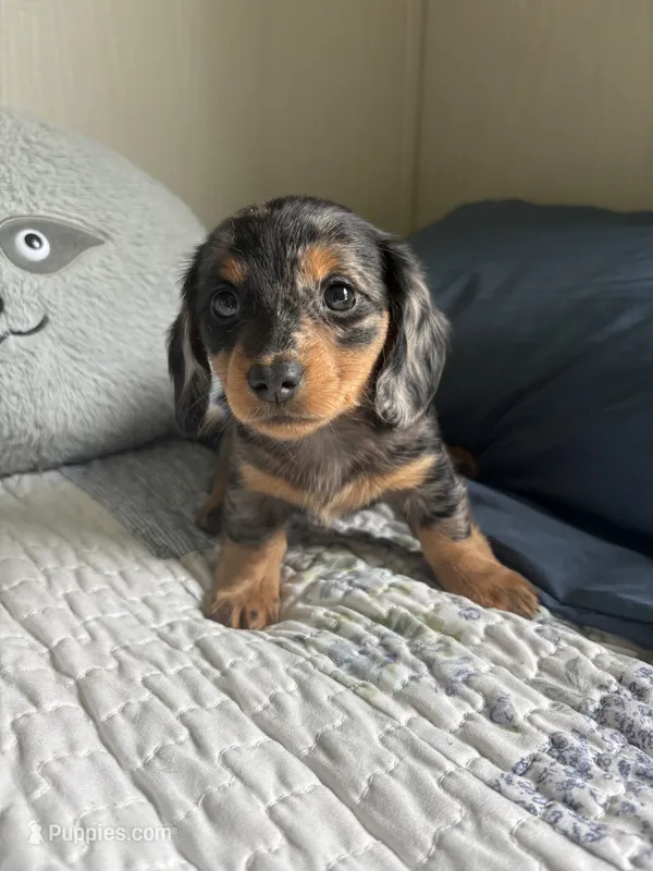 Velma  – Miniature Dachshund puppy for sale in Mount Carmel, IL