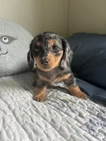 Velma , a female Miniature Dachshund for sale in Mount Carmel, IL – 1 of 3