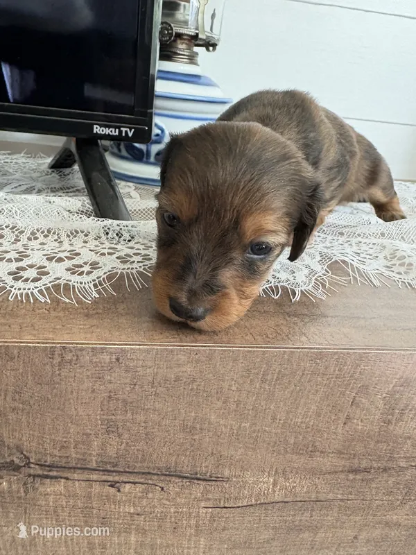 Orange Blossom  – Miniature Dachshund puppy for sale in Mount Carmel, IL