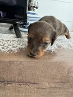 Orange Blossom , a female Miniature Dachshund for sale in Mount Carmel, IL – 1 of 3
