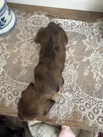 Orange Blossom , a female Miniature Dachshund for sale in Mount Carmel, IL – 2 of 3