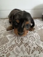 Velma , a female Miniature Dachshund for sale in Mount Carmel, IL – 2 of 4