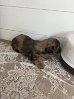 AKC Pooh bear , a female Miniature Dachshund for sale in Mount Carmel, IL – 3 of 3