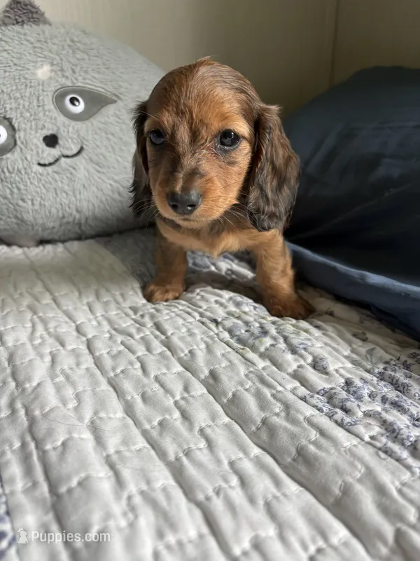 AKC Pooh bear  – Miniature Dachshund puppy for sale in Mount Carmel, IL