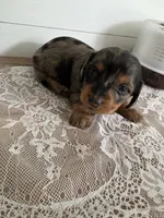 Velma , a female Miniature Dachshund for sale in Mount Carmel, IL – 3 of 4