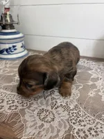 AKC Pooh bear , a female Miniature Dachshund for sale in Mount Carmel, IL – 2 of 3