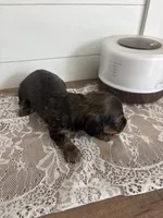Brother Bear , a male Miniature Dachshund for sale in Mount Carmel, IL – 3 of 3