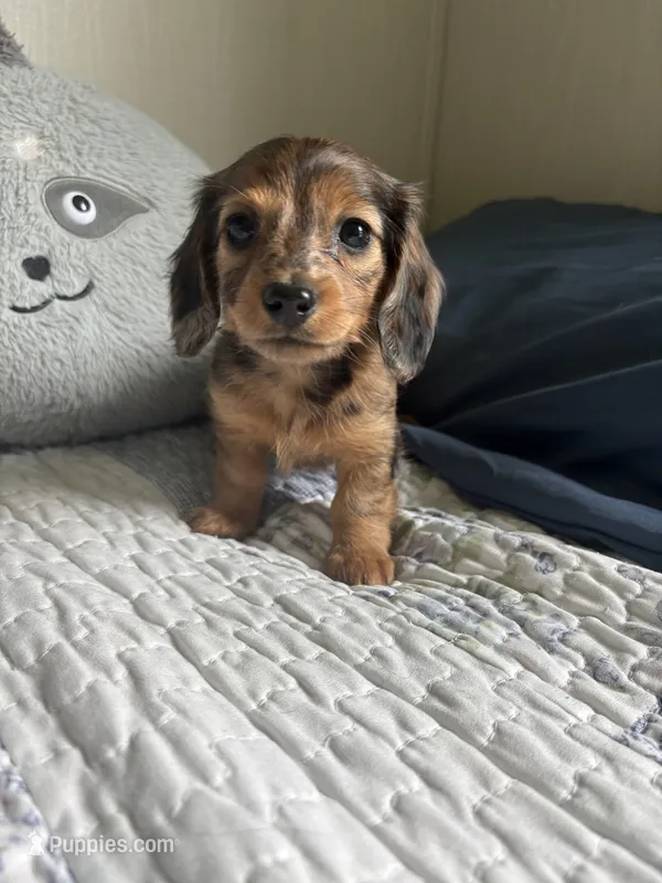 Orange Blossom  – Miniature Dachshund puppy for sale in Mount Carmel, IL
