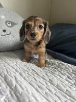 Orange Blossom , a female Miniature Dachshund for sale in Mount Carmel, IL – 1 of 3