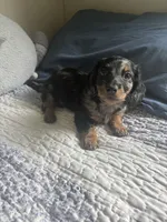 Junie B , a female Miniature Dachshund for sale in Mount Carmel, IL – 3 of 3