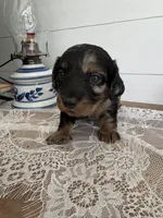 Junie B , a female Miniature Dachshund for sale in Mount Carmel, IL – 3 of 4