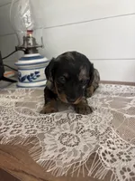 Junie B , a female Miniature Dachshund for sale in Mount Carmel, IL – 2 of 4