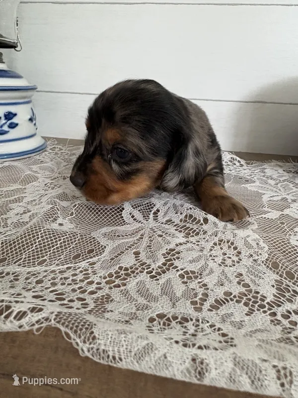 Velma  – Miniature Dachshund puppy for sale in Mount Carmel, IL