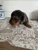 Velma , a female Miniature Dachshund for sale in Mount Carmel, IL – 1 of 4