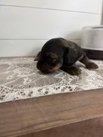 Brother Bear , a male Miniature Dachshund for sale in Mount Carmel, IL – 2 of 3