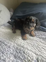 Junie B , a female Miniature Dachshund for sale in Mount Carmel, IL – 2 of 3