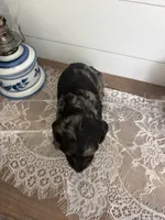 Junie B , a female Miniature Dachshund for sale in Mount Carmel, IL – 4 of 4