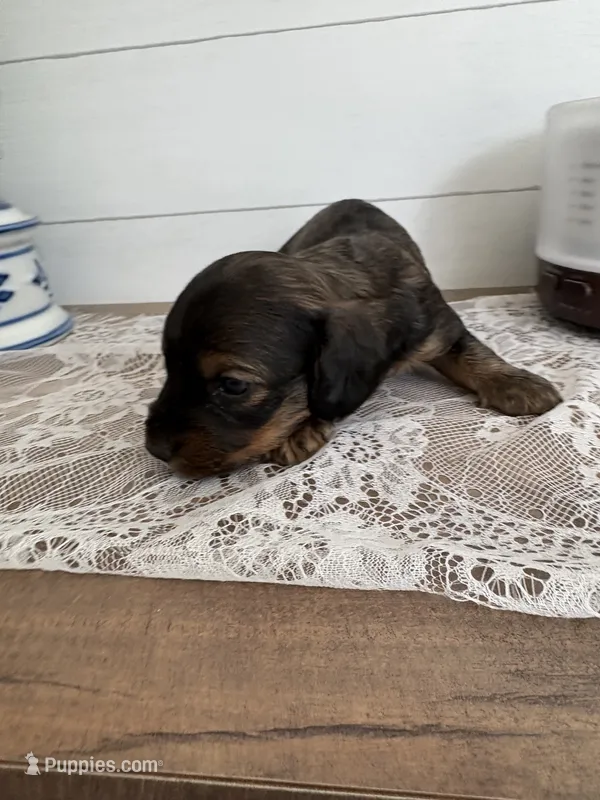 Brother Bear  – Miniature Dachshund puppy for sale in Mount Carmel, IL