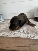 Brother Bear , a male Miniature Dachshund for sale in Mount Carmel, IL – 1 of 3