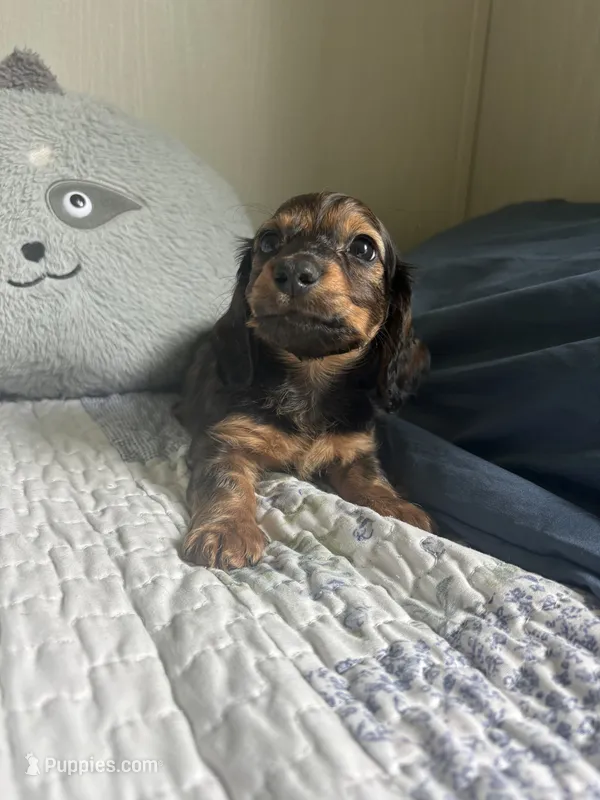 Brother Bear  – Miniature Dachshund puppy for sale in Mount Carmel, IL