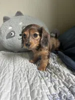 Orange Blossom , a female Miniature Dachshund for sale in Mount Carmel, IL – 3 of 3