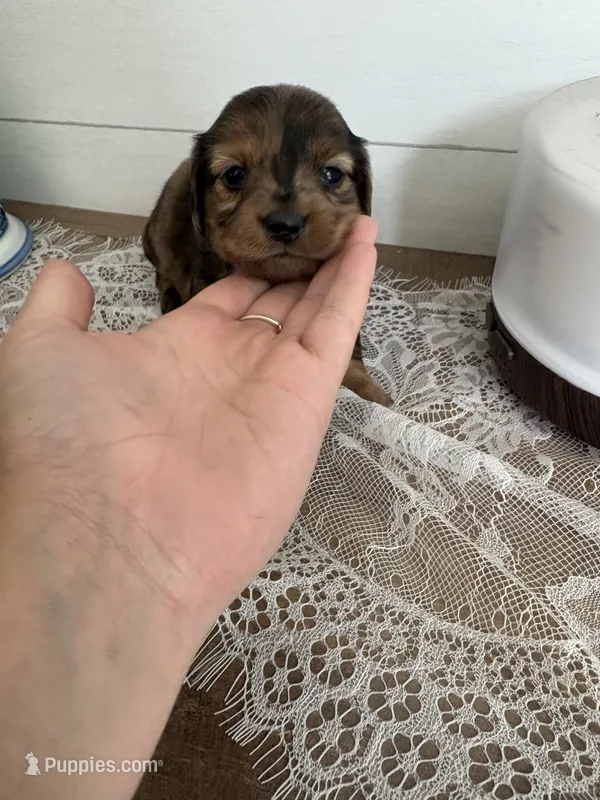 AKC Pooh bear  – Miniature Dachshund puppy for sale in Mount Carmel, IL