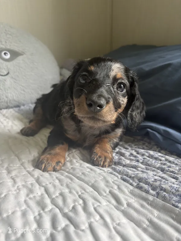 Junie B  – Miniature Dachshund puppy for sale in Mount Carmel, IL