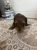 Orange Blossom , a female Miniature Dachshund for sale in Mount Carmel, IL – 3 of 3