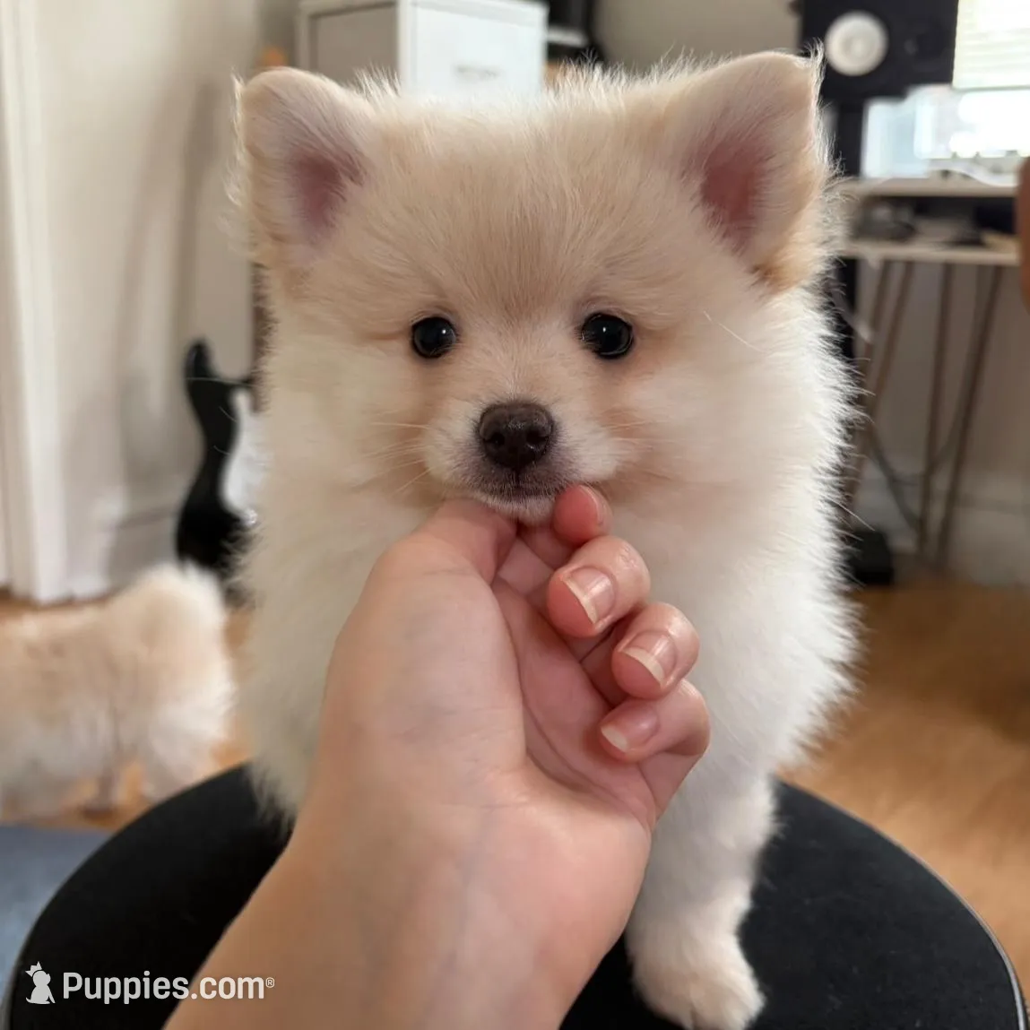 Sable – Pomeranian puppy for sale in St. Louis, MO