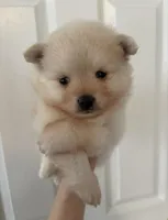 Sable, a male Pomeranian for sale in St. Louis, MO – Photo 3 of 4