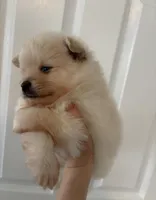 Sable, a male Pomeranian for sale in St. Louis, MO – Photo 4 of 4